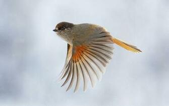 Tag Flying Birds Wallpaper Background Photos Imageand Pictures