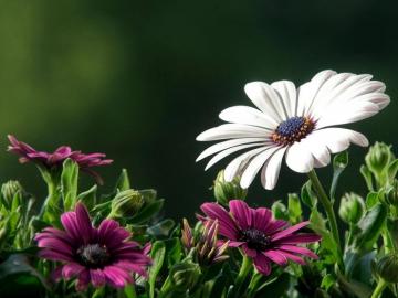 Flowers Nature Plant Beautiful Green Flower Wallpaper HD