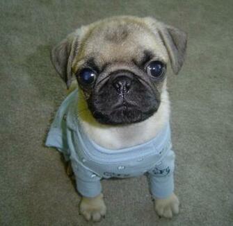 Article Animals Cute Pug Puppies With The Title