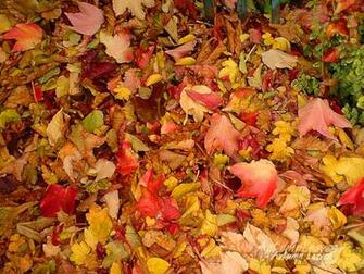 Fall Wallpaper Autumn Leaves Background