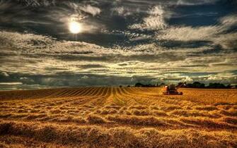 Northern Ireland England Field Grain Harvest Wallpaper Background