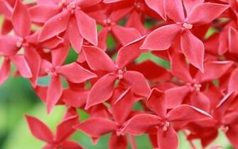 Small Red Flowers Wallpaper