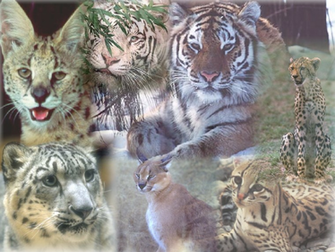 Big Cat Wallpaper By Virusmetalgarurumon