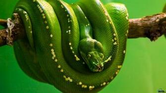 Wallpaper Green Tree Python Morelia Viridis X