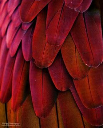 Lost In Pattern On Animal Feather Purple