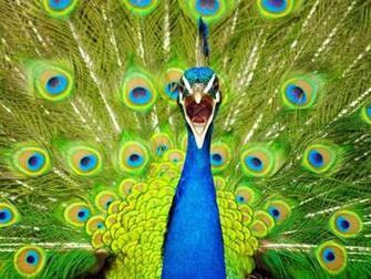 Photo Animal Wallpaper National Geographic Of The Day
