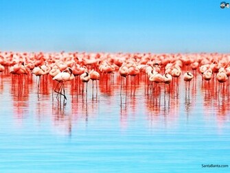 Birds Wallpaper