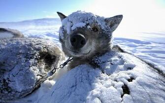 Wallpaper Animals Dog Winter Snow Desktop