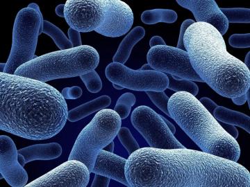 Bacteria Wallpaper Top Background