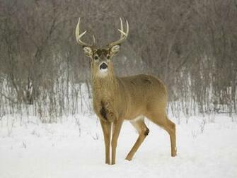 Find The Biggest Animals Kingdom And In World