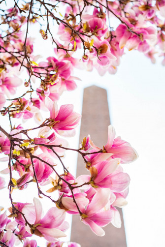 Breathtaking Spots For Cherry Blossoms In Central Park New