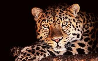 Jaguar Wallpaper