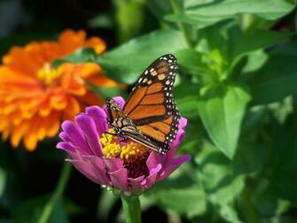 Butterfly Nature Wallpaper Desktop Background