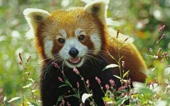 Cute Red Panda Click To