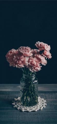 Pink Carnations iPhone X Wallpaper