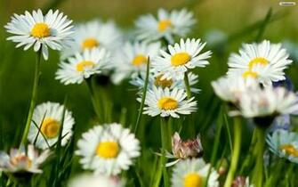 Spring Flowers Wallpaper