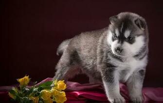 Wallpaper Puppy Husky Roses Dog