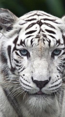 White Lion Wallpaper