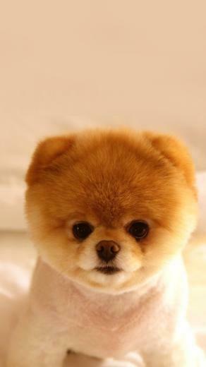 Cutest Puppy Wallpaper