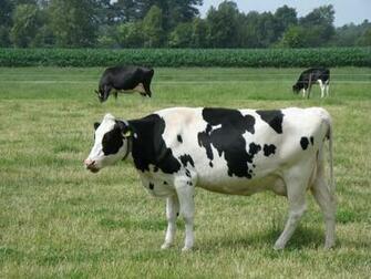 File Cow Img Jpg Wikipedia The Encyclopedia