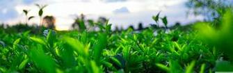 Thien Nhien 4k HD Desktop Wallpaper For Dual Monitor Desktops