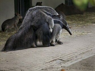 HD Wallpaper Giant Anteater X Kb Jpeg