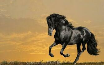 Stallion Wallpaper Sf