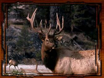 Yellowstone National Park Elk Pictures Wallpaper