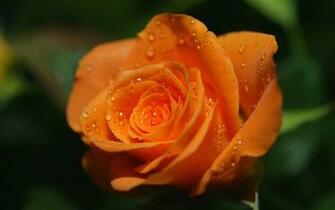 Orange Rose Wallpaper HD Pictures Flowers Most