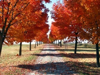 Autumn Fall Nature Wallpaper Popular