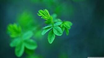 HD Nature Wallpaper Organic Life High Resolution Image