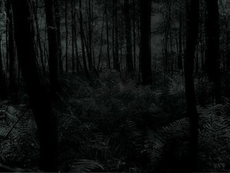 Dark Forest Wallpaper