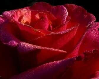 Red Roses Desktop Wallpaper High Definition