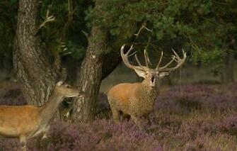 Wallpaper Deer Nature Summer Animals