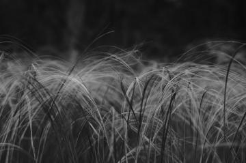 White Grass Pictures Image