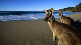Wallpaper Kangaroo Eastern Grey Kangaroos On The