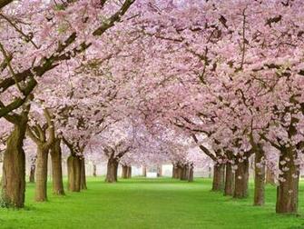 Spring Widescreen Wallpaper HD