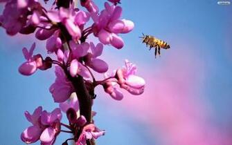 Bee Wallpaper HD Pictures One Background