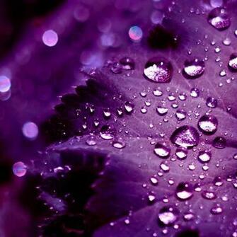 Purple Water Wallpaper