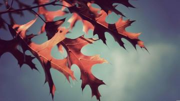 Hipster Autumn Wallpaper Top Background
