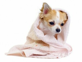 Beauty Cute Dog Wallpaper Here You Can See