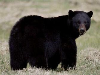 Kb Jpg Black Bear Background Wallpaper