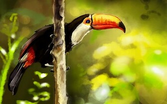 Toucan Wallpaper Weddingdressin