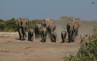 Baby Elephant Wallpaper HD And