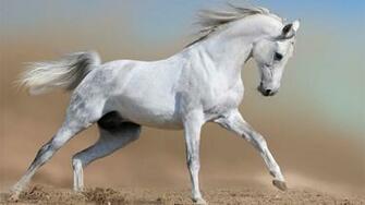 Beautiful White Horse Desktop Wallpaper Baltana