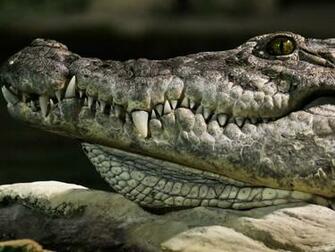 Wallpaper Db Alligator