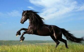 Dark Horse Wallpaper