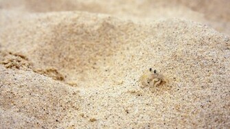 Beach Sand Wallpaper Crabs