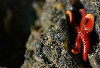 Starfish Wallpaper Desktop Goodwp