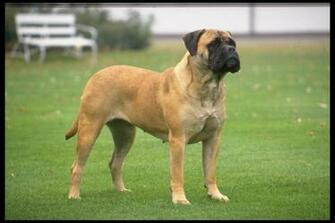 The Beautiful Bullmastiff Photo